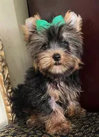 Teo, a male Yorkshire Terrier for sale in Chula Vista, CA – 3 of 4