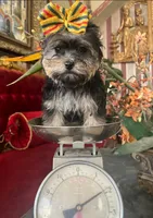 Mimi, a female Yorkshire Terrier for sale in Chula Vista, CA – Photo 2 of 6