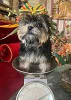 Mimi, a female Yorkshire Terrier for sale in Chula Vista, CA – Photo 3 of 6