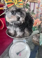 Mimi, a female Yorkshire Terrier for sale in Chula Vista, CA – Photo 5 of 6