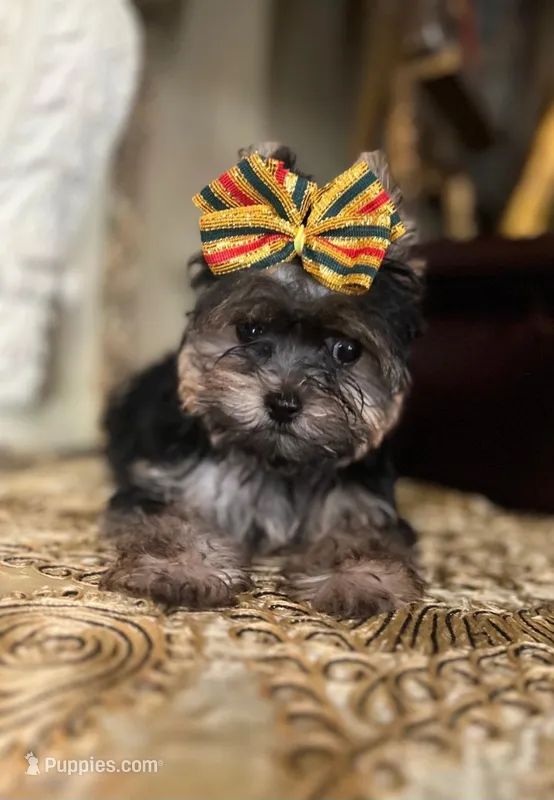 Mimi – Yorkshire Terrier puppy for sale in Chula Vista, CA
