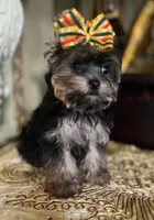 Mimi, a female Yorkshire Terrier for sale in Chula Vista, CA – Photo 4 of 6