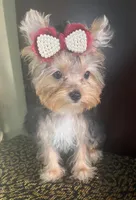 London, a male Yorkshire Terrier for sale in Chula Vista, CA – 3 of 4
