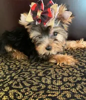 Tina, a female Yorkshire Terrier for sale in Chula Vista, CA – 4 of 5