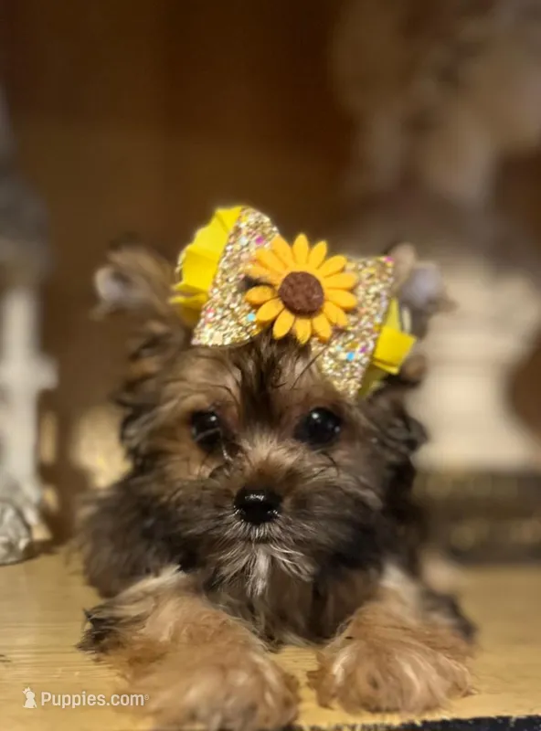 Alex – Shih Tzu, Yorkshire Terrier puppy for sale in Chula Vista, CA