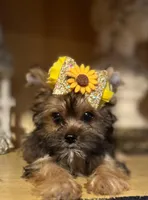 Alex, a male Shih Tzu and Yorkshire Terrier for sale in Chula Vista, CA – 1 of 4