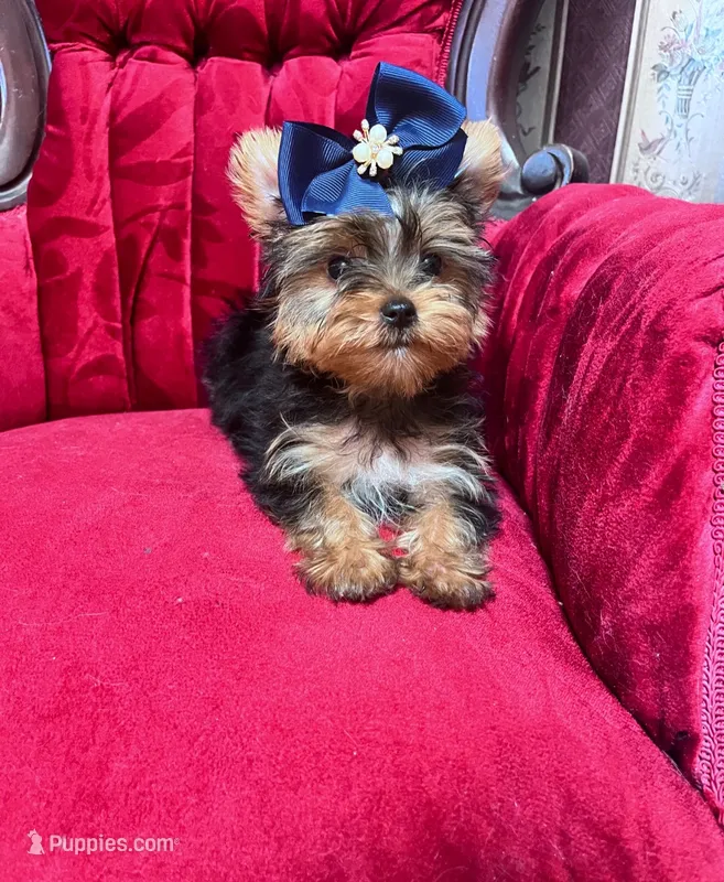 Jerry – Yorkshire Terrier puppy for sale in Chula Vista, CA