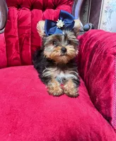 Jerry, a male Yorkshire Terrier for sale in Chula Vista, CA – 1 of 5