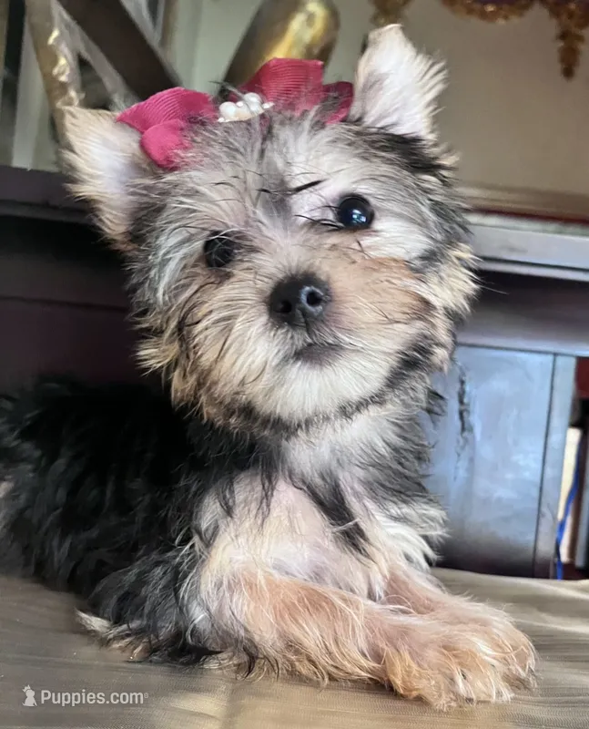 Rafaela – Yorkshire Terrier puppy for sale in Chula Vista, CA