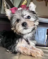 Rafaela, a female Yorkshire Terrier for sale in Chula Vista, CA – 1 of 3