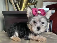 Rafaela, a female Yorkshire Terrier for sale in Chula Vista, CA – 2 of 3