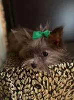 Perlan, a male Chihuahua and Yorkshire Terrier for sale in Chula Vista, CA – 2 of 4