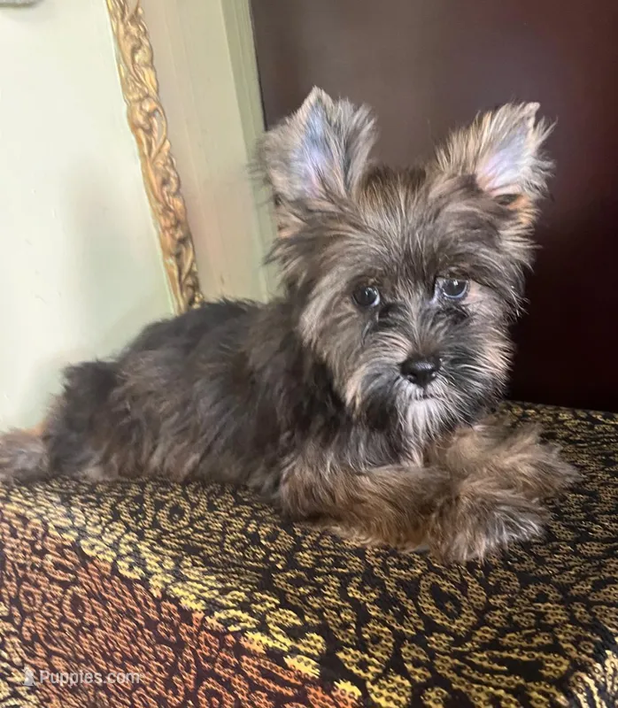 Atos – Shih Tzu, Yorkshire Terrier puppy for sale in Chula Vista, CA