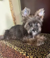 Atos, a male Shih Tzu and Yorkshire Terrier for sale in Chula Vista, CA – 2 of 4