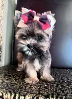 Alice, a female Yorkshire Terrier for sale in Chula Vista, CA – 4 of 7