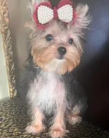 London, a male Yorkshire Terrier for sale in Chula Vista, CA – 4 of 4