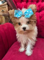 Mango, a male Yorkshire Terrier for sale in Chula Vista, CA – 2 of 4
