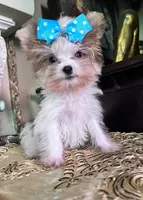 Mango, a male Yorkshire Terrier for sale in Chula Vista, CA – 3 of 4