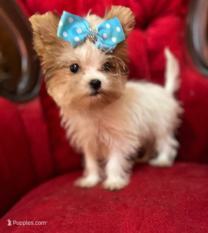 Mango – Yorkshire Terrier puppy for sale in Chula Vista, CA