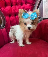 Mango, a male Yorkshire Terrier for sale in Chula Vista, CA – 4 of 4