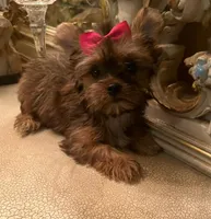 Alondra, a female Shih Tzu and Yorkshire Terrier for sale in Chula Vista, CA – 3 of 4