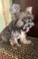 Atos, a male Shih Tzu and Yorkshire Terrier for sale in Chula Vista, CA – 3 of 4