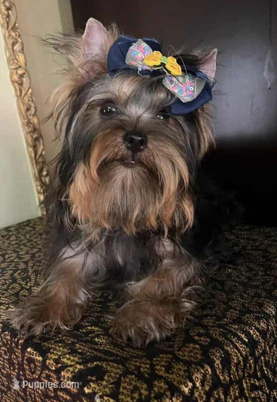 Oliver – Yorkshire Terrier puppy for sale in Chula Vista, CA