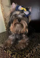 Oliver, a male Yorkshire Terrier for sale in Chula Vista, CA – 3 of 5