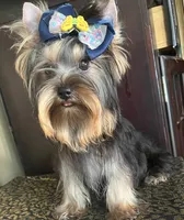 Oliver, a male Yorkshire Terrier for sale in Chula Vista, CA – 2 of 5