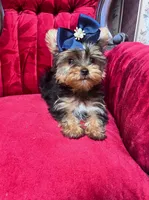 Jerry, a male Yorkshire Terrier for sale in Chula Vista, CA – 2 of 5