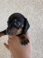 Baby, a female Miniature Dachshund for sale in Menifee, CA – Photo 2 of 3