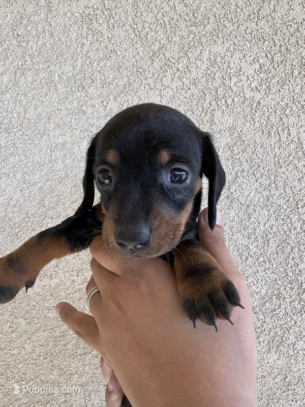 Baby, a female Miniature Dachshund for sale in Menifee, CA – Photo 1 of 3