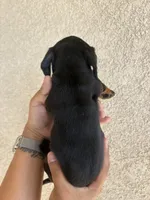 Baby, a female Miniature Dachshund for sale in Menifee, CA – Photo 3 of 3