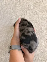 Charlie, a female Miniature Dachshund for sale in Menifee, CA – Photo 4 of 4