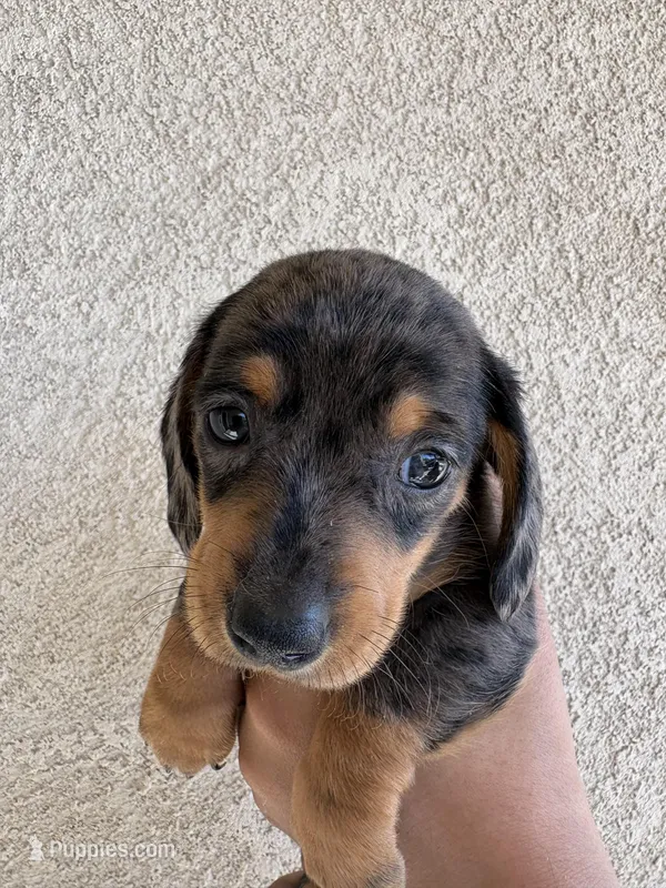 Charlie – Miniature Dachshund puppy for sale in Menifee, CA