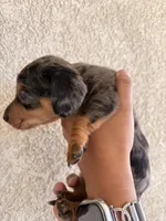 Charlie, a female Miniature Dachshund for sale in Menifee, CA – Photo 3 of 4