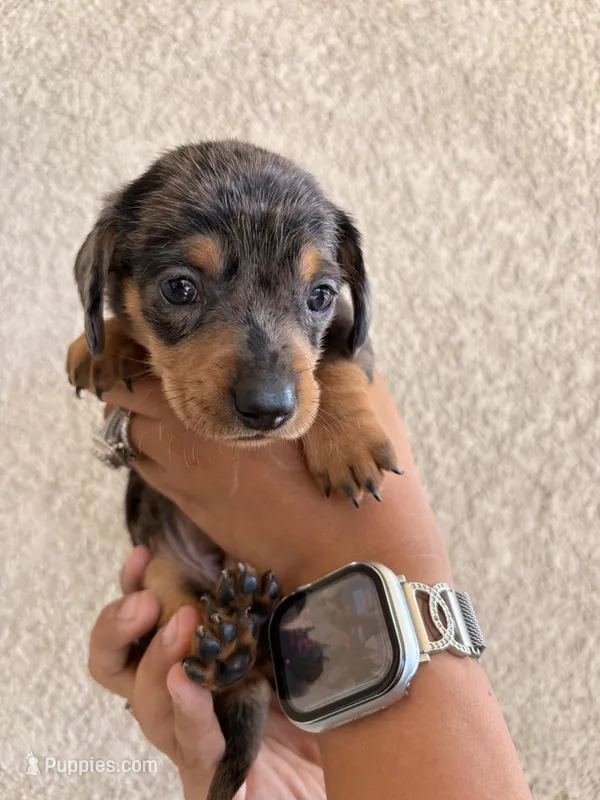 Charlie – Miniature Dachshund puppy for sale in Menifee, CA