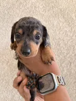 Charlie, a female Miniature Dachshund for sale in Menifee, CA – Photo 2 of 4