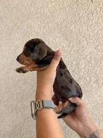 Sister, a female Miniature Dachshund for sale in Menifee, CA – Photo 2 of 4