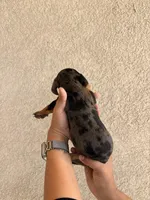 Sister, a female Miniature Dachshund for sale in Menifee, CA – Photo 4 of 4