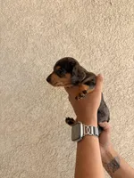 Sister, a female Miniature Dachshund for sale in Menifee, CA – Photo 3 of 4