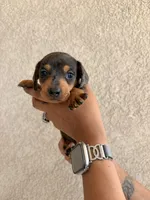 Sister, a female Miniature Dachshund for sale in Menifee, CA – Photo 1 of 4