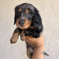 Oreo, a male Miniature Dachshund for sale in Menifee, CA – Photo 1 of 2