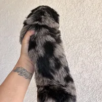 Oreo, a male Miniature Dachshund for sale in Menifee, CA – Photo 2 of 2