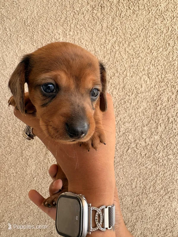 Lil man, a male Miniature Dachshund for sale in Menifee, CA – Photo 1 of 4