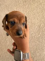 Lil man, a male Miniature Dachshund for sale in Menifee, CA – Photo 1 of 4