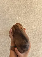 Lil man, a male Miniature Dachshund for sale in Menifee, CA – Photo 4 of 4