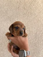 Lil man, a male Miniature Dachshund for sale in Menifee, CA – Photo 2 of 4