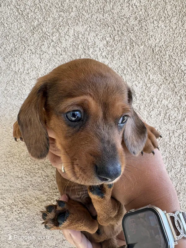 Lil man – Miniature Dachshund puppy for sale in Menifee, CA