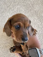 Bear, a male Miniature Dachshund for sale in Menifee, CA – Photo 1 of 5